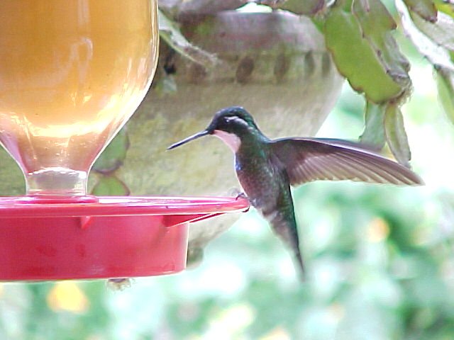 White-throated Mountain Gem